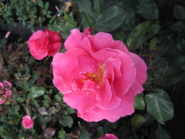 Strauchrose Romanze 1